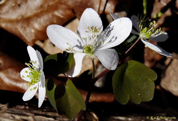 {Thalictrum thalictroides}